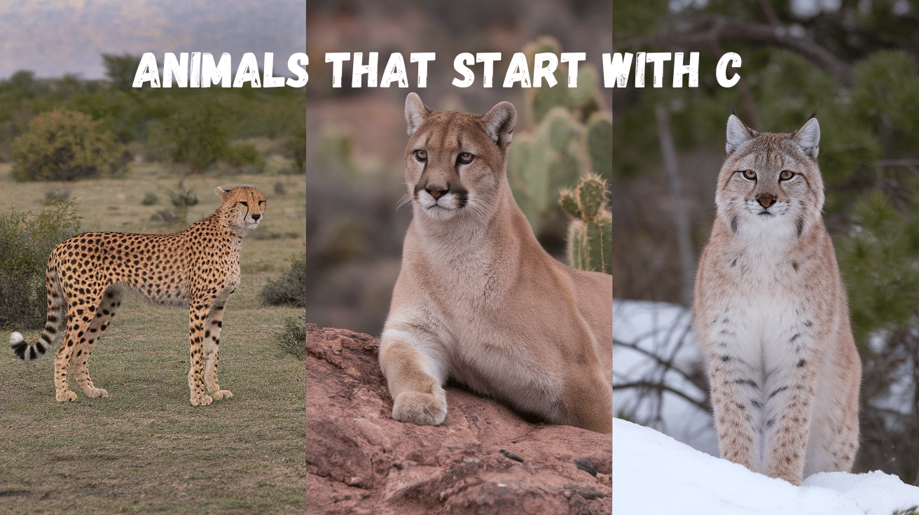 235 Animals that Start with C: List and Fun Facts