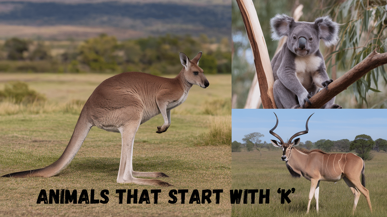 31 Animals that Start with K- List and Fun Facts
