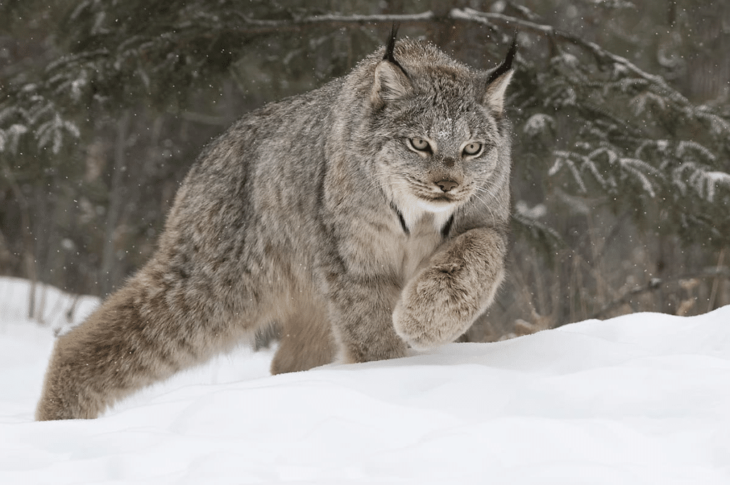 Canadian_Lynx