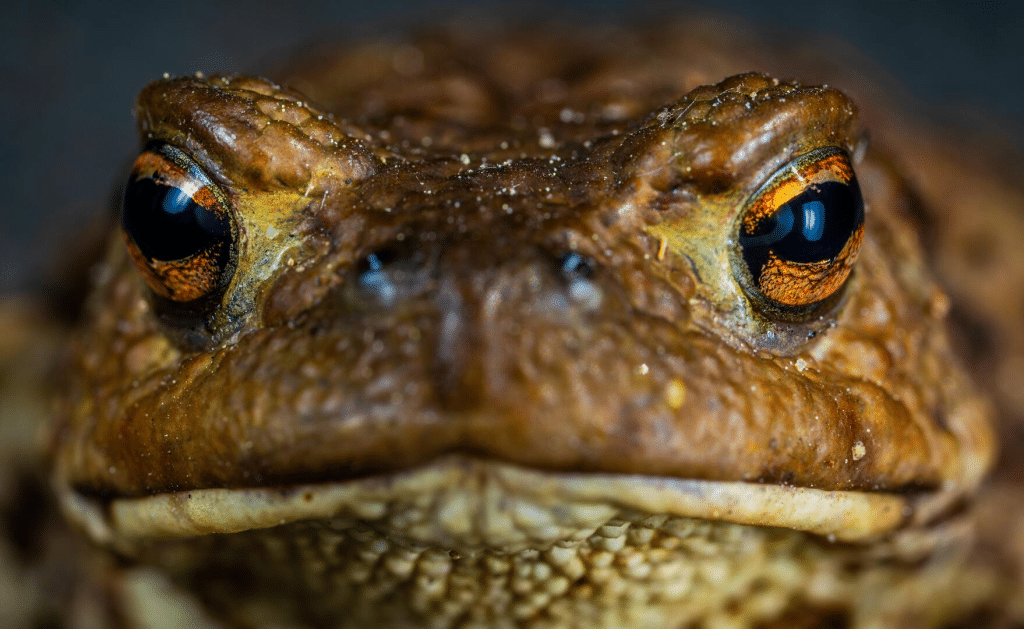 Cane_Toad