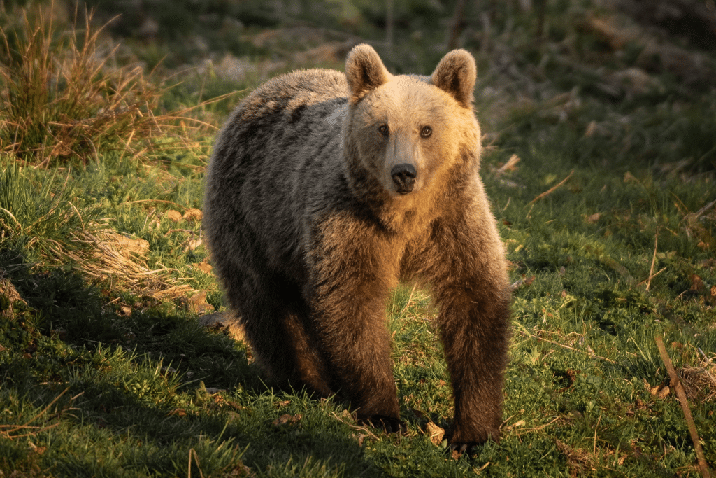 Carpathian Brown Bear