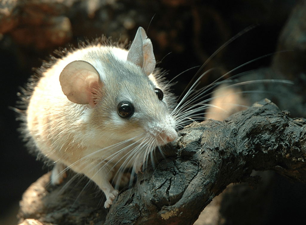 Ceylon Spiny Mouse