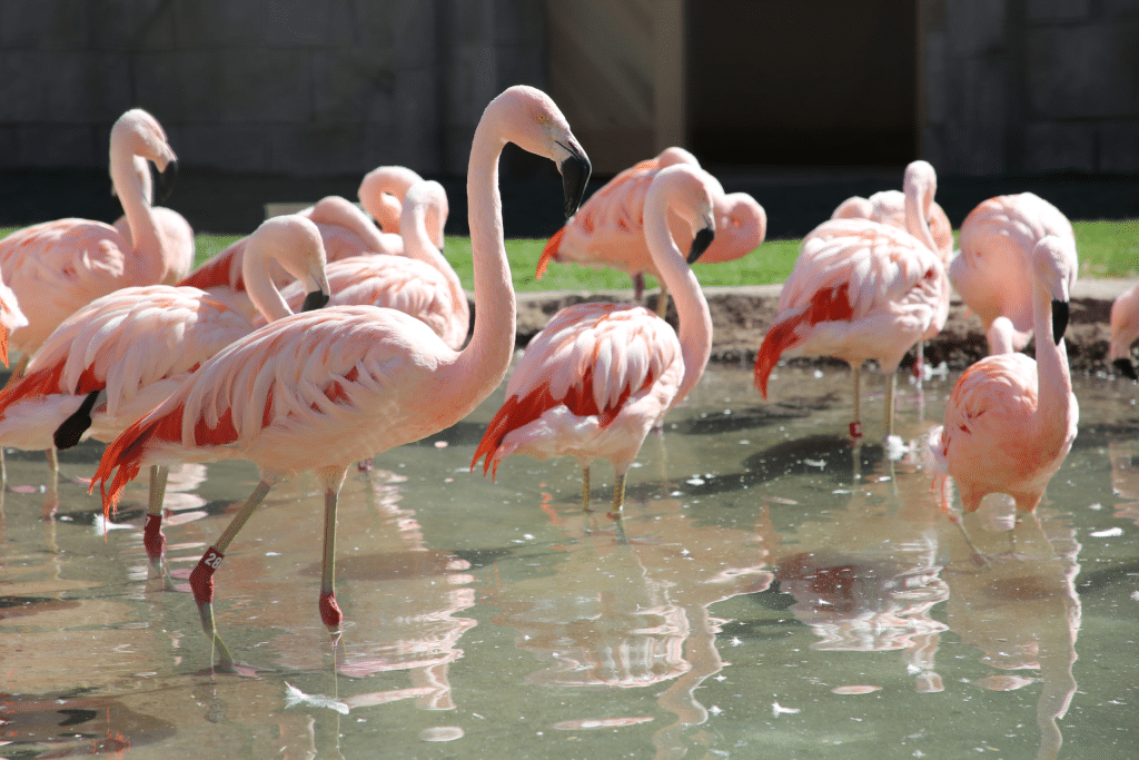 Chilean Flamingo (though It Wades, It's Land-Dwelling)