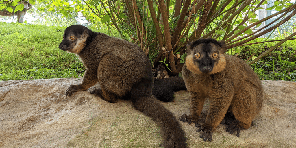 Collared Lemur