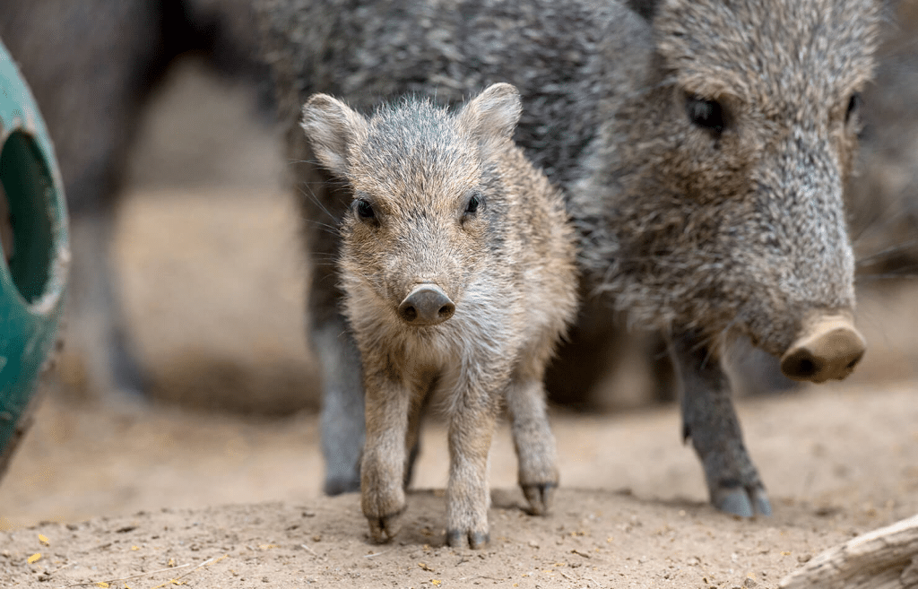 Collared_Peccary
