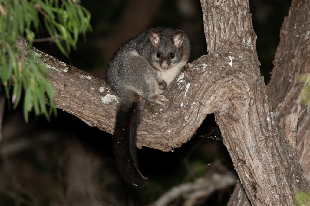 Common-Brushtail-Possum