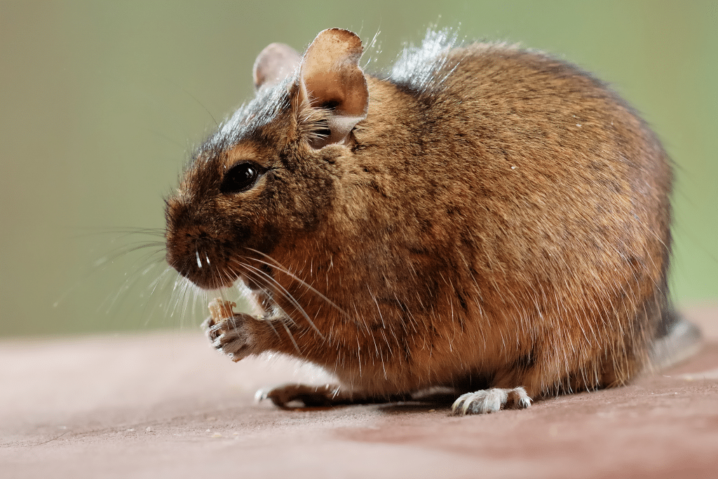 Common Degu