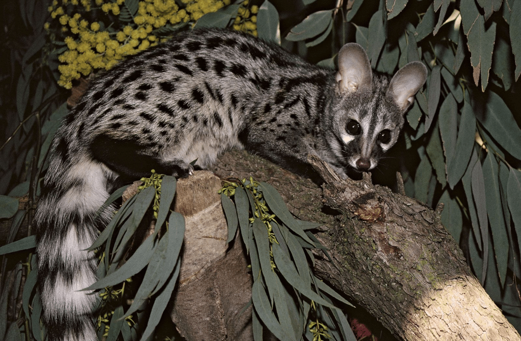 Common_Genet