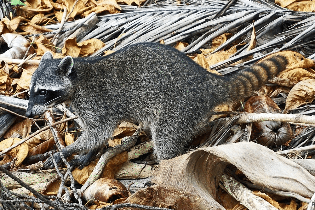 Crab-Eating Raccoon