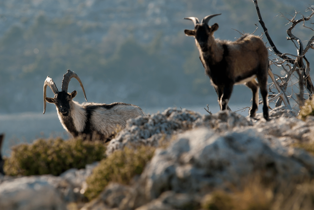 Cretan Wild Goat