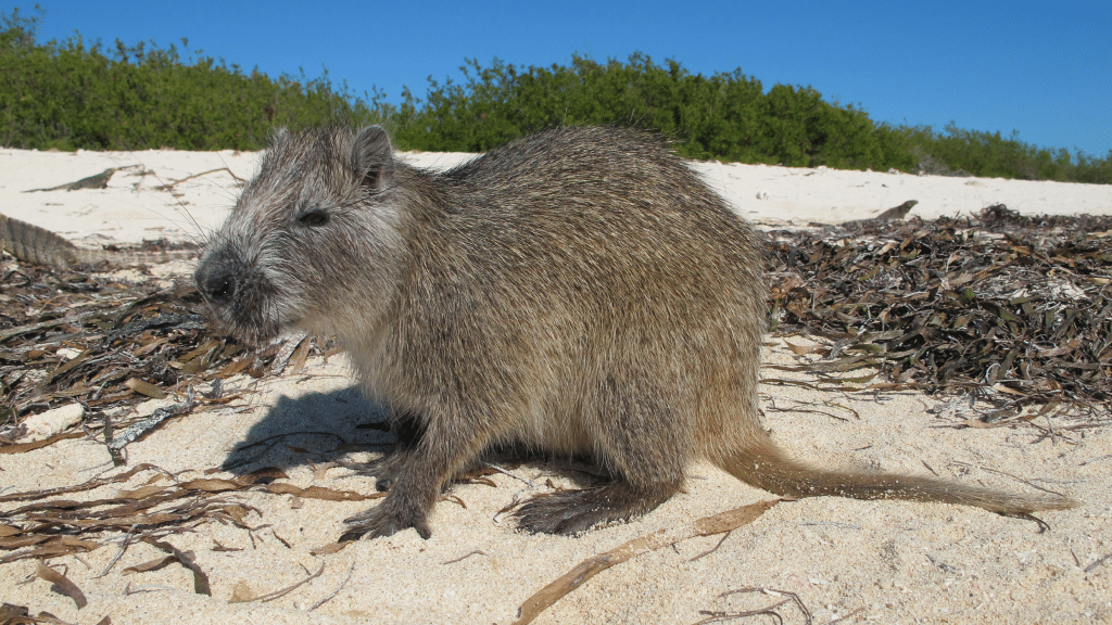 Cuban Hutia