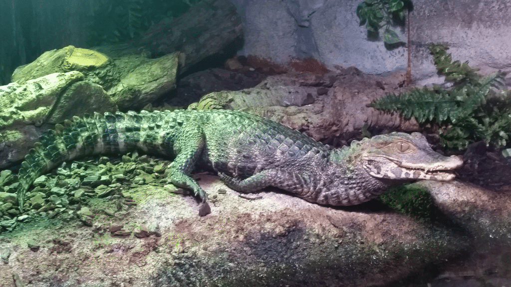 Cuvier's Dwarf Caiman