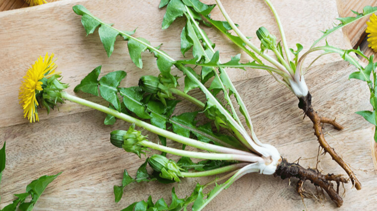 Dandelion_Root