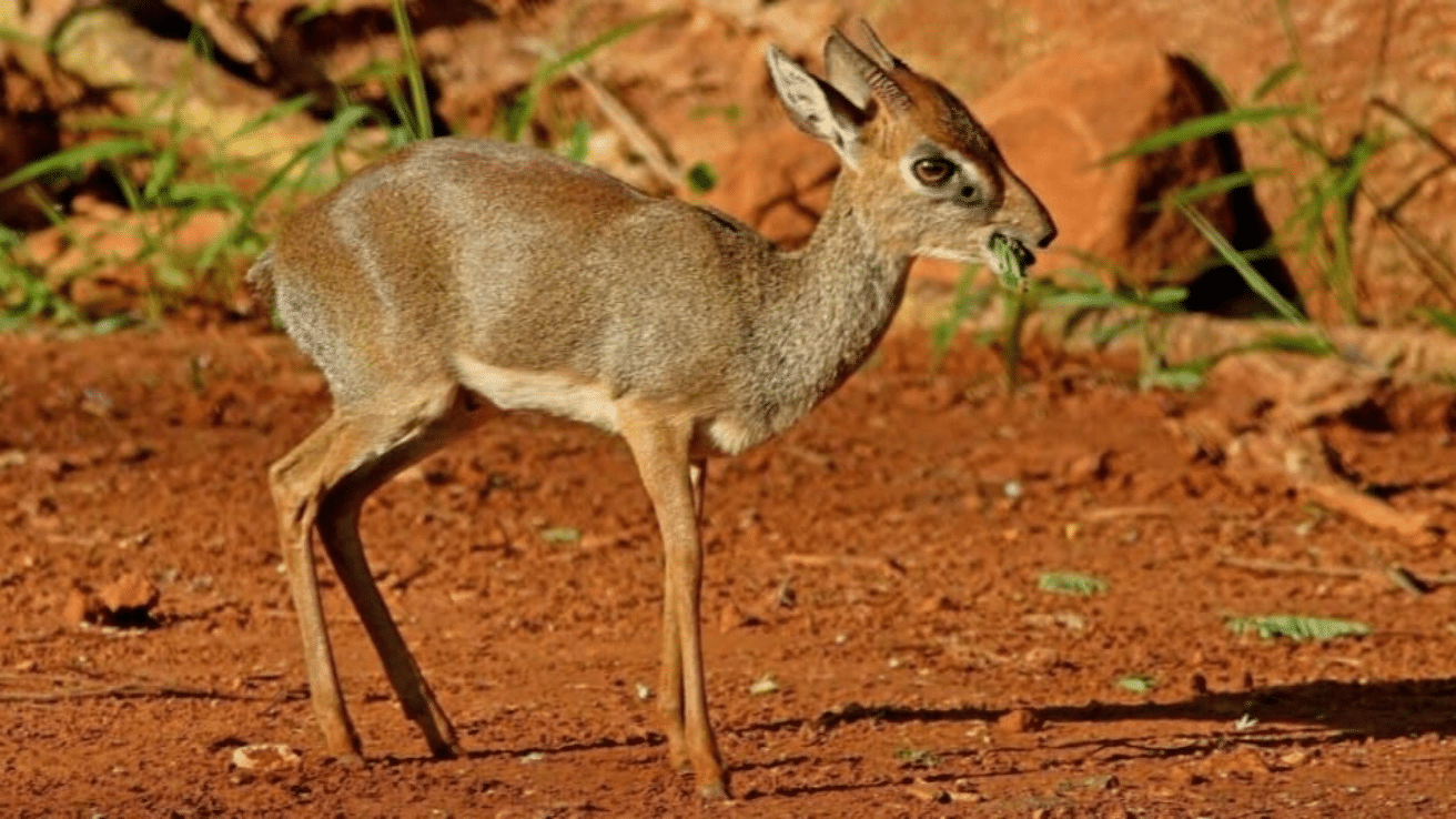 Dik-Dik