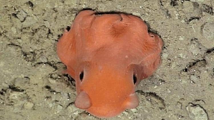Dumbo_Octopus