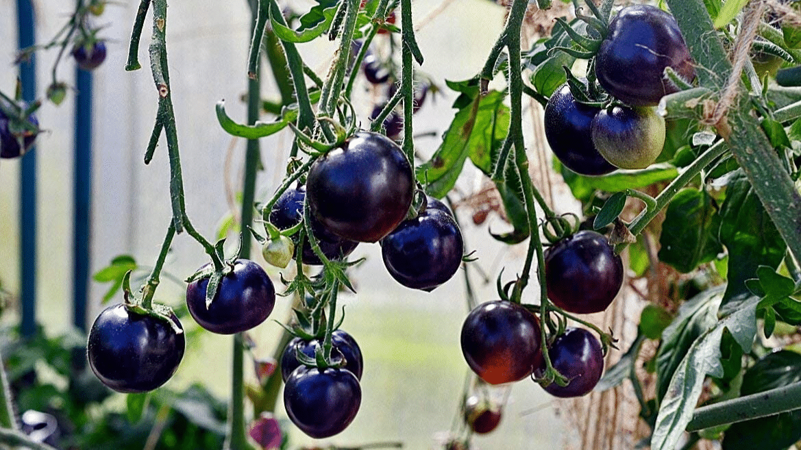 Indigo_Rose_Tomato