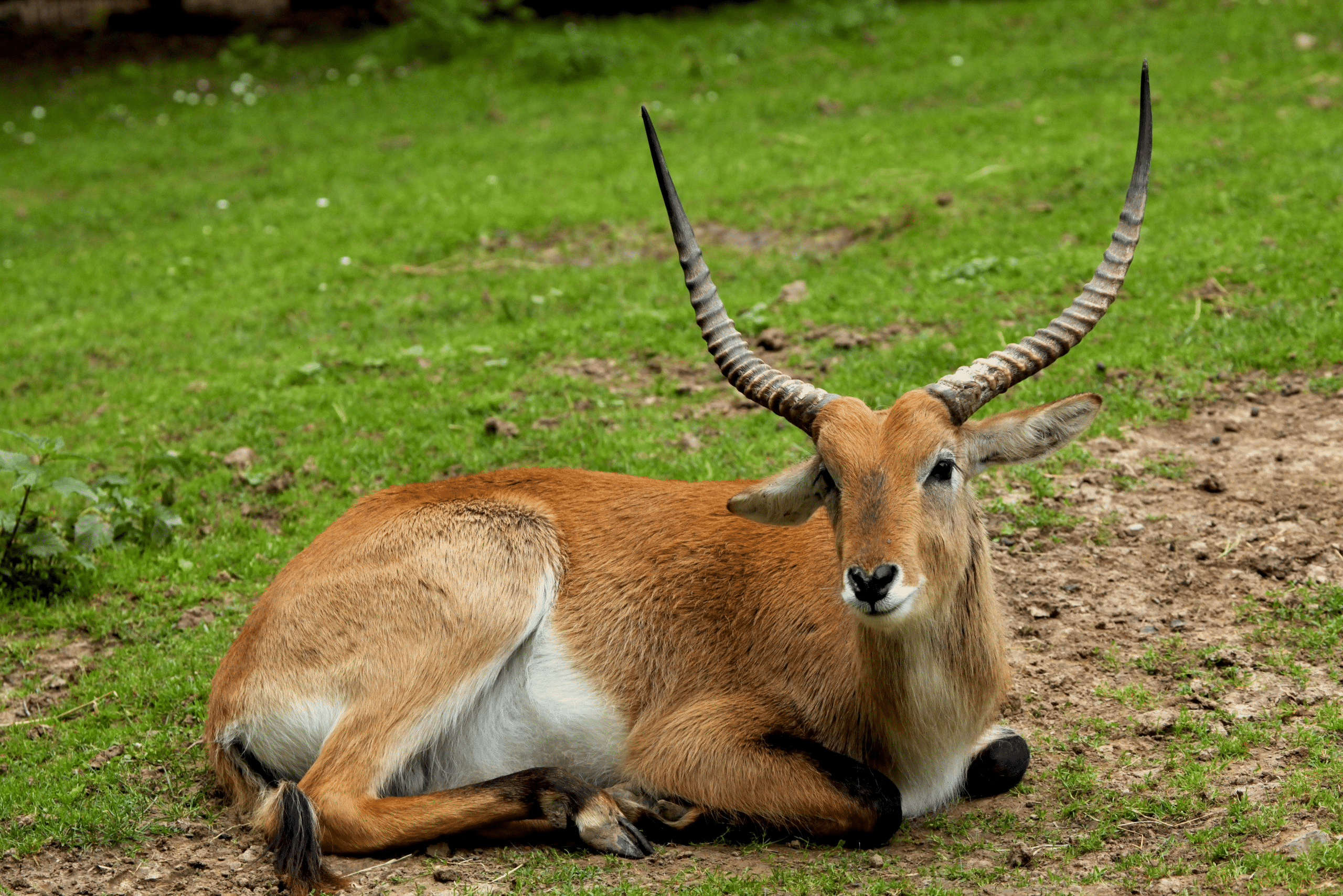 Kafue_Lechwe