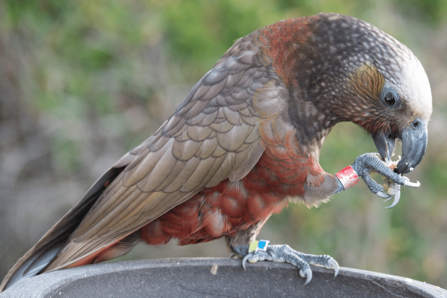 Kaka_new_Zealand_Parrot