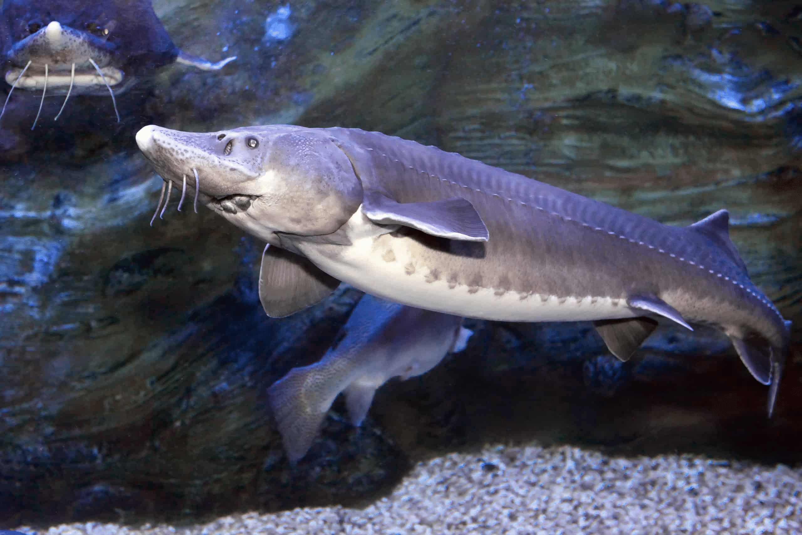 Kaluga_Sturgeon