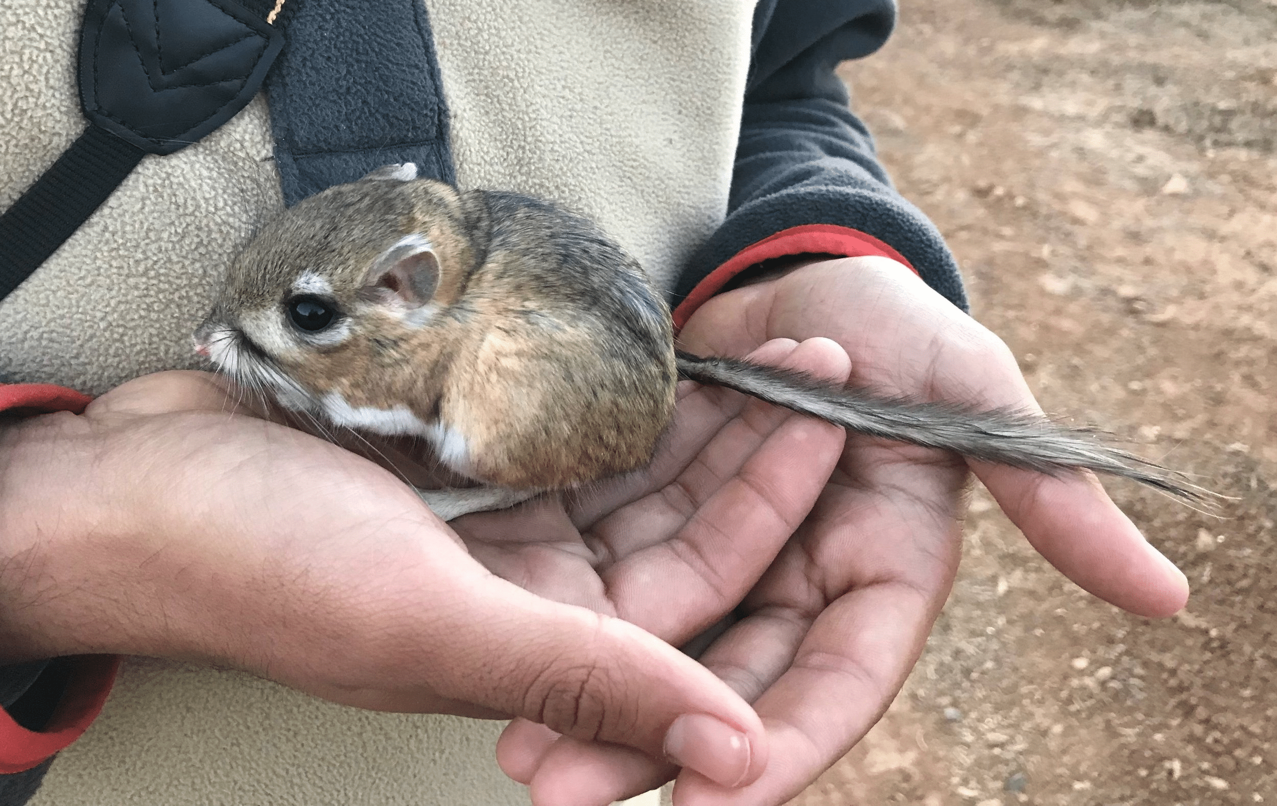 Kangaroo_Rat