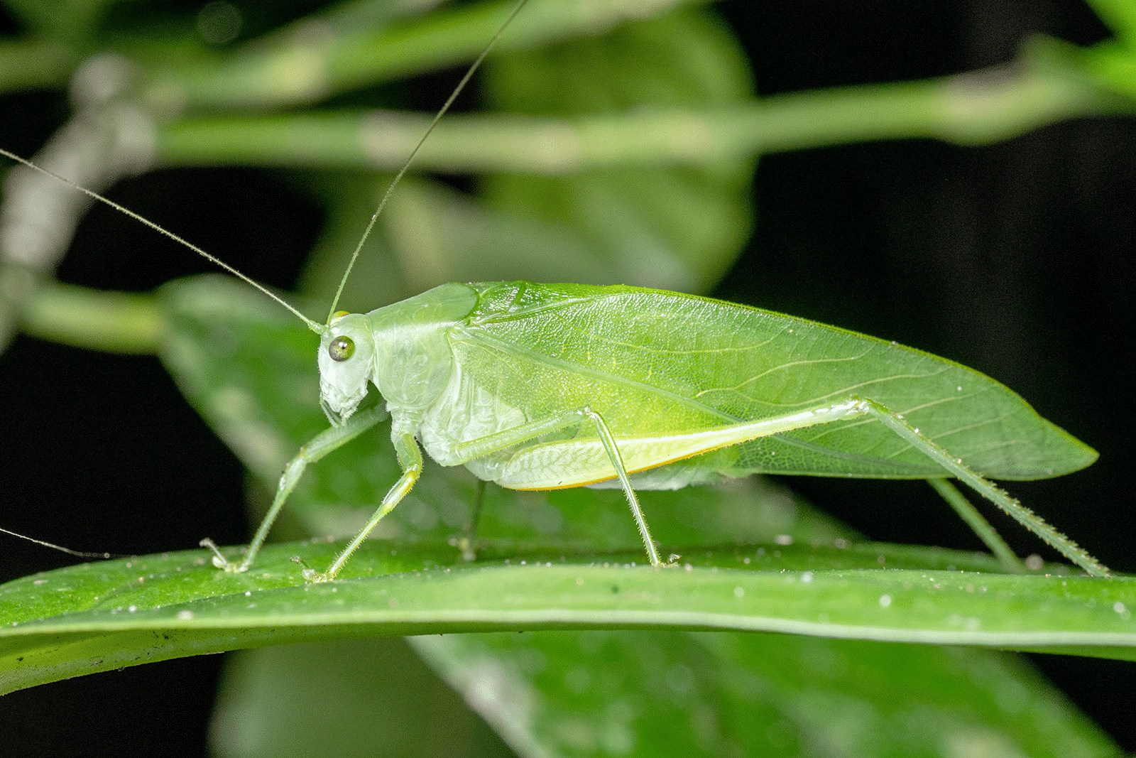 Katydid