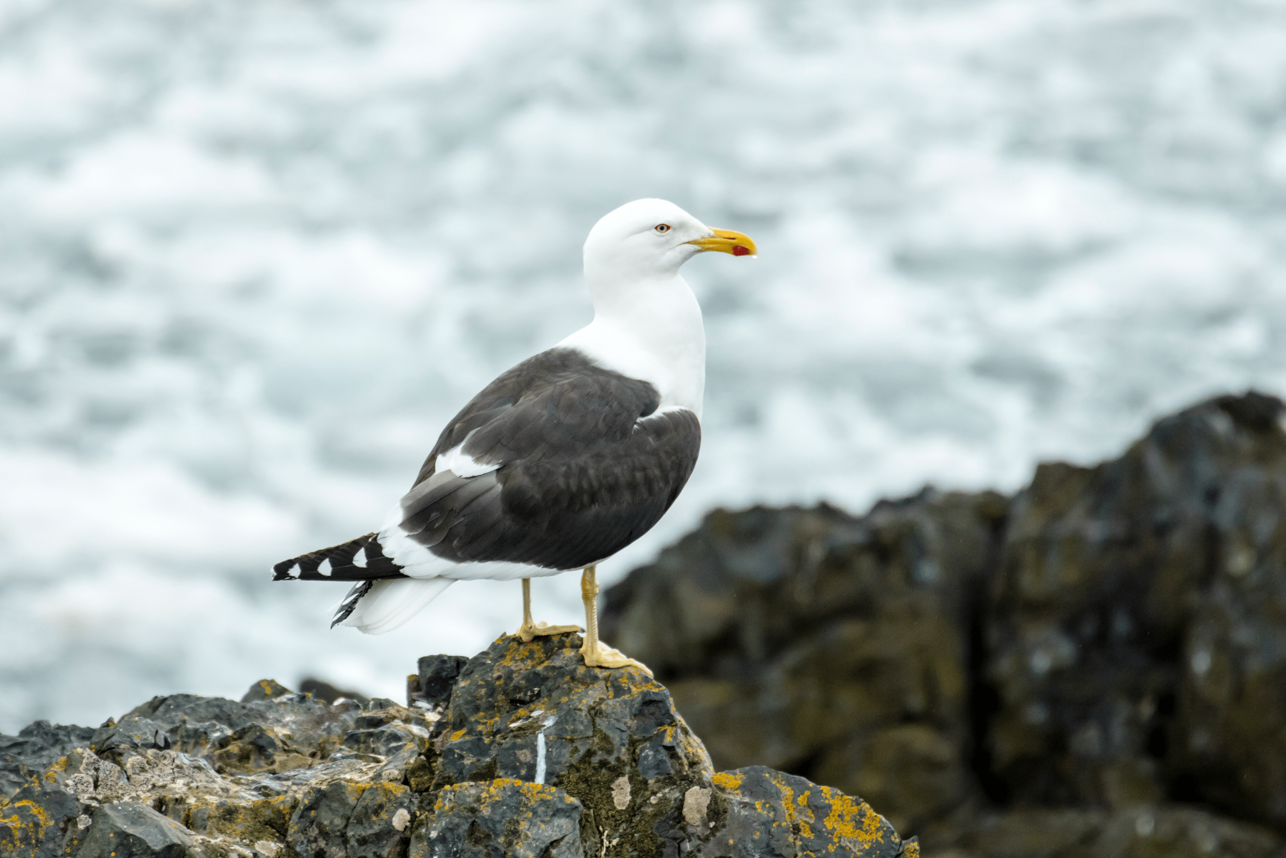Kelp_Gull