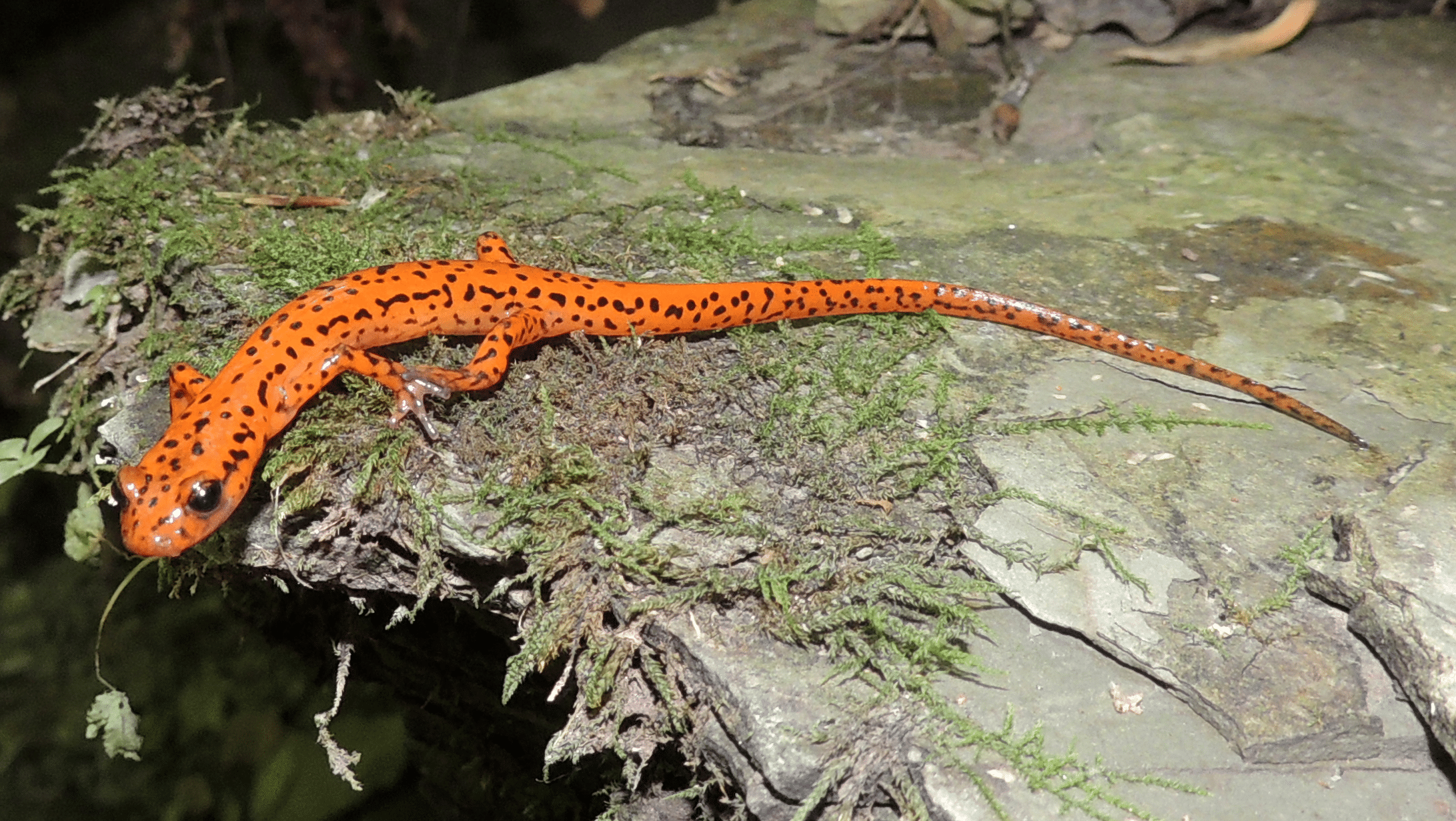 Kentucky_Cave_Salamander
