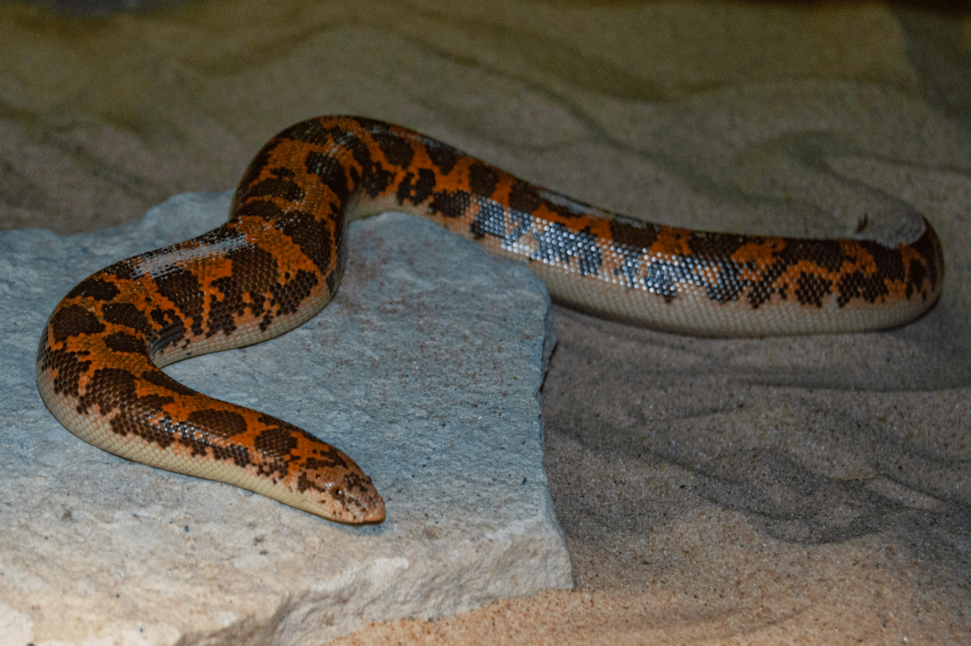 Kenyan_Sand_Boa