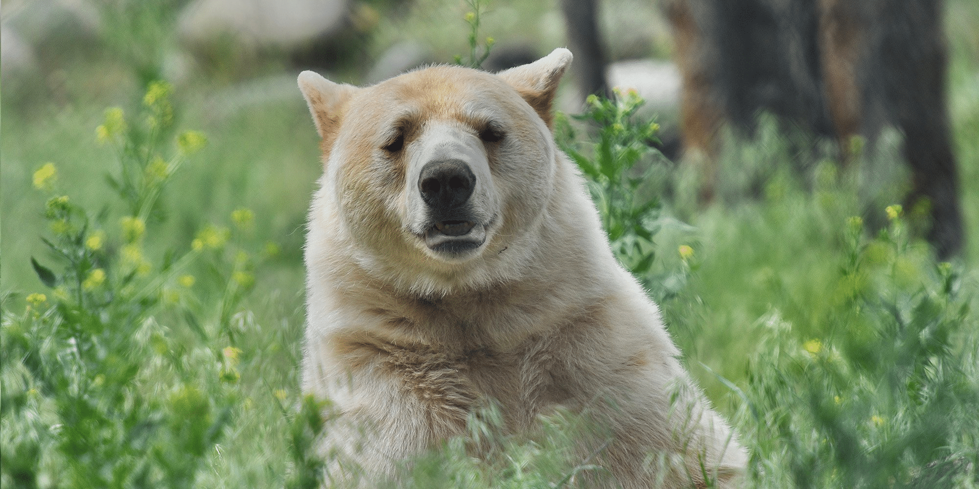Kermode_Bear_Spirit_Bear