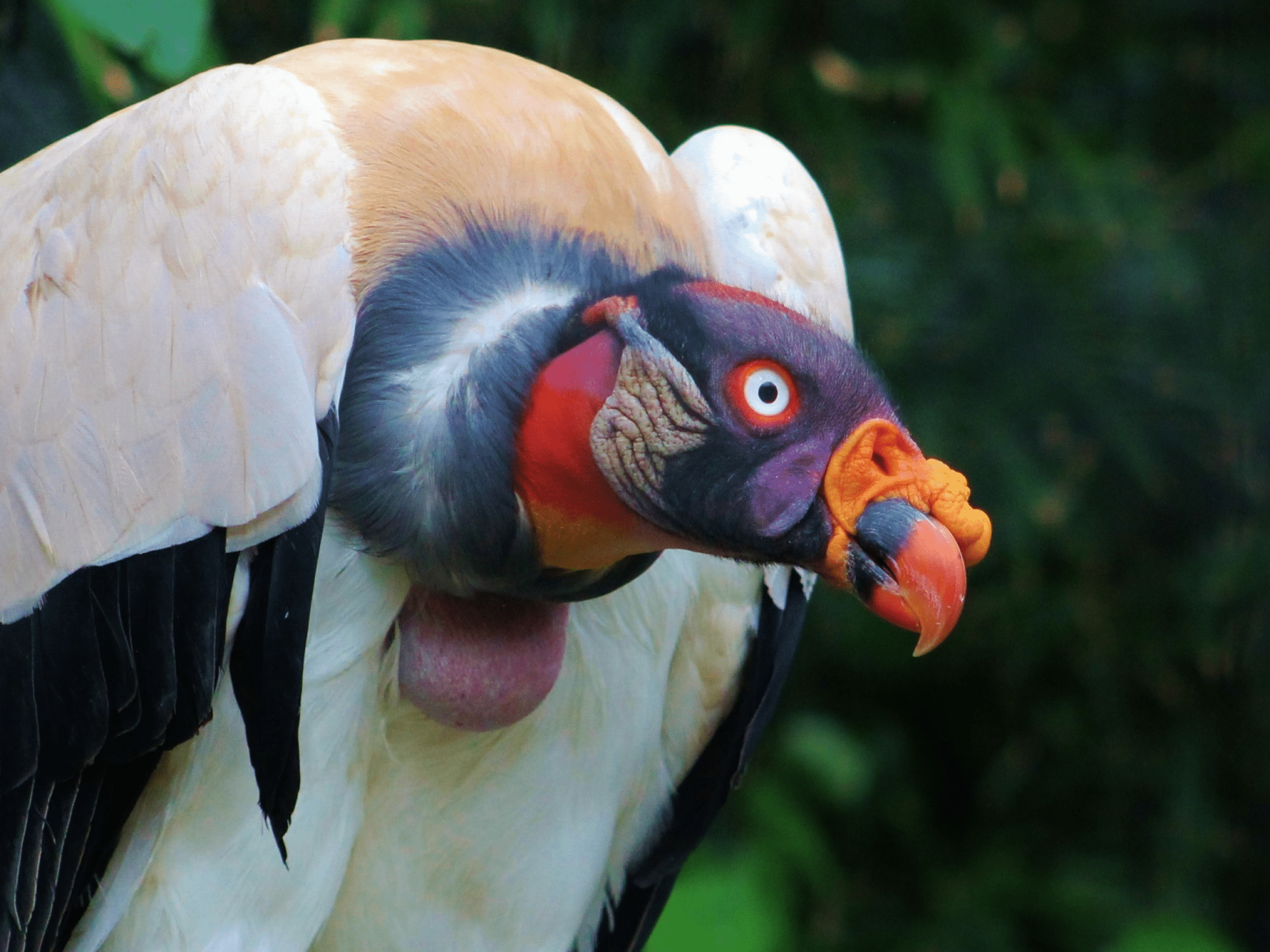 King_Vulture