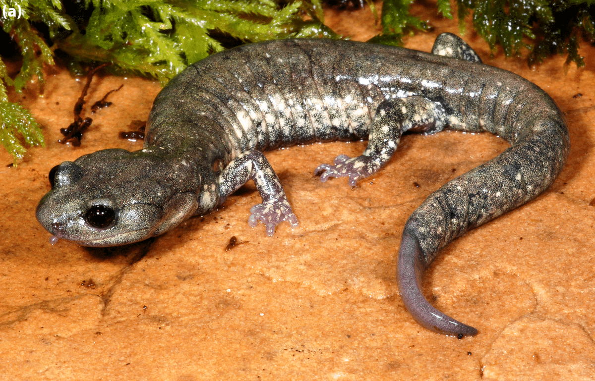 Klamath_Black_Salamander