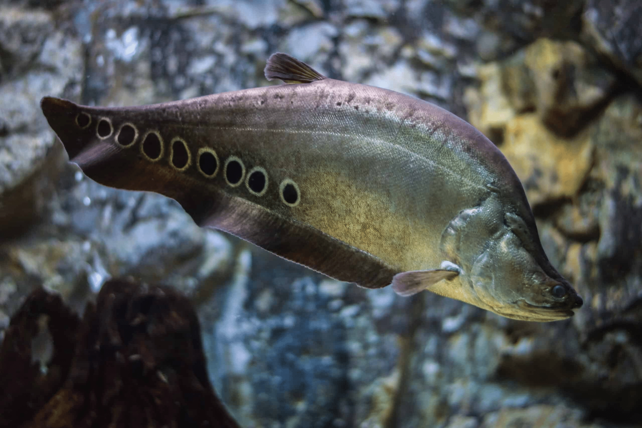 Knifefish