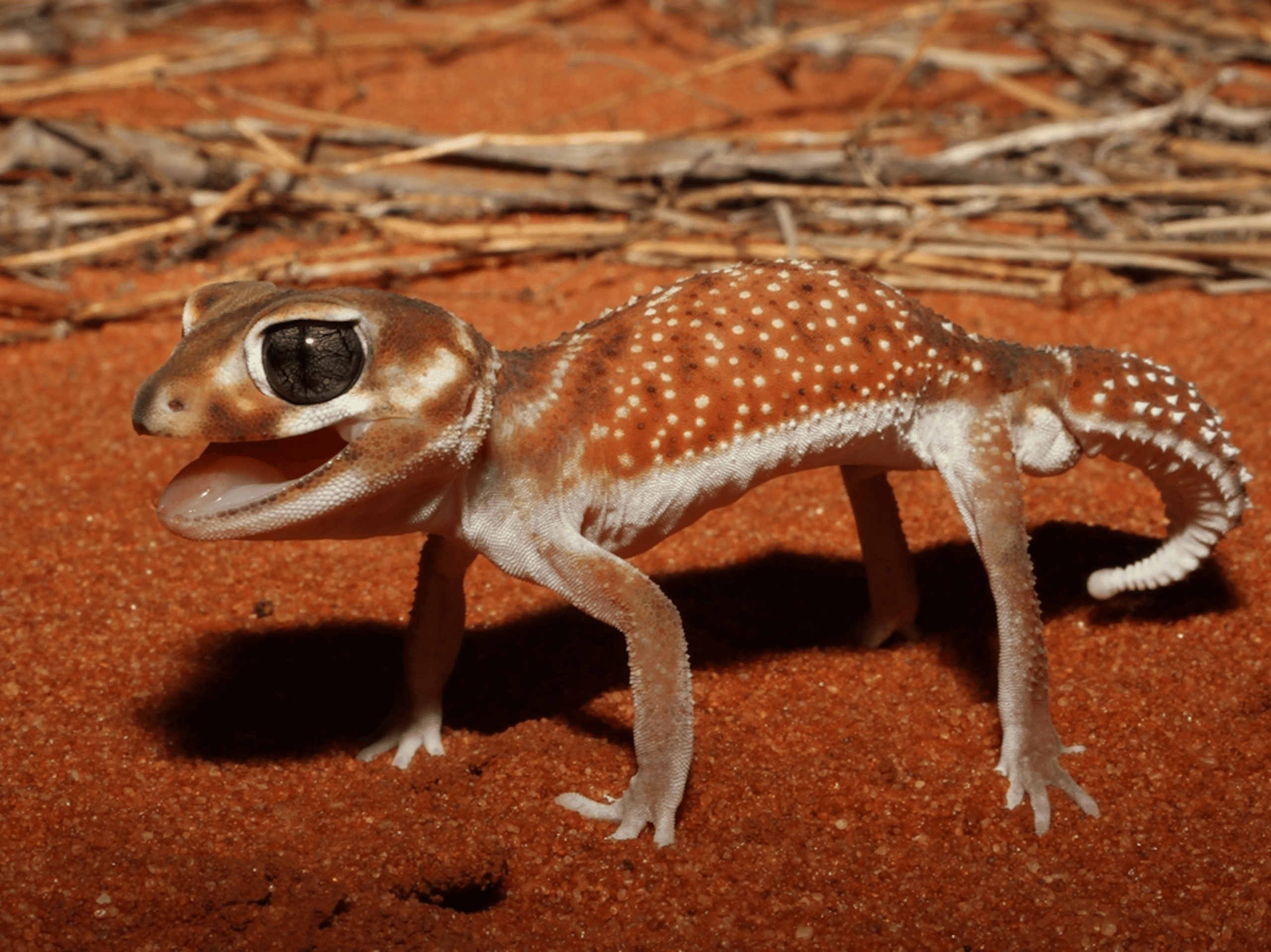 Knob-Tailed_Gecko