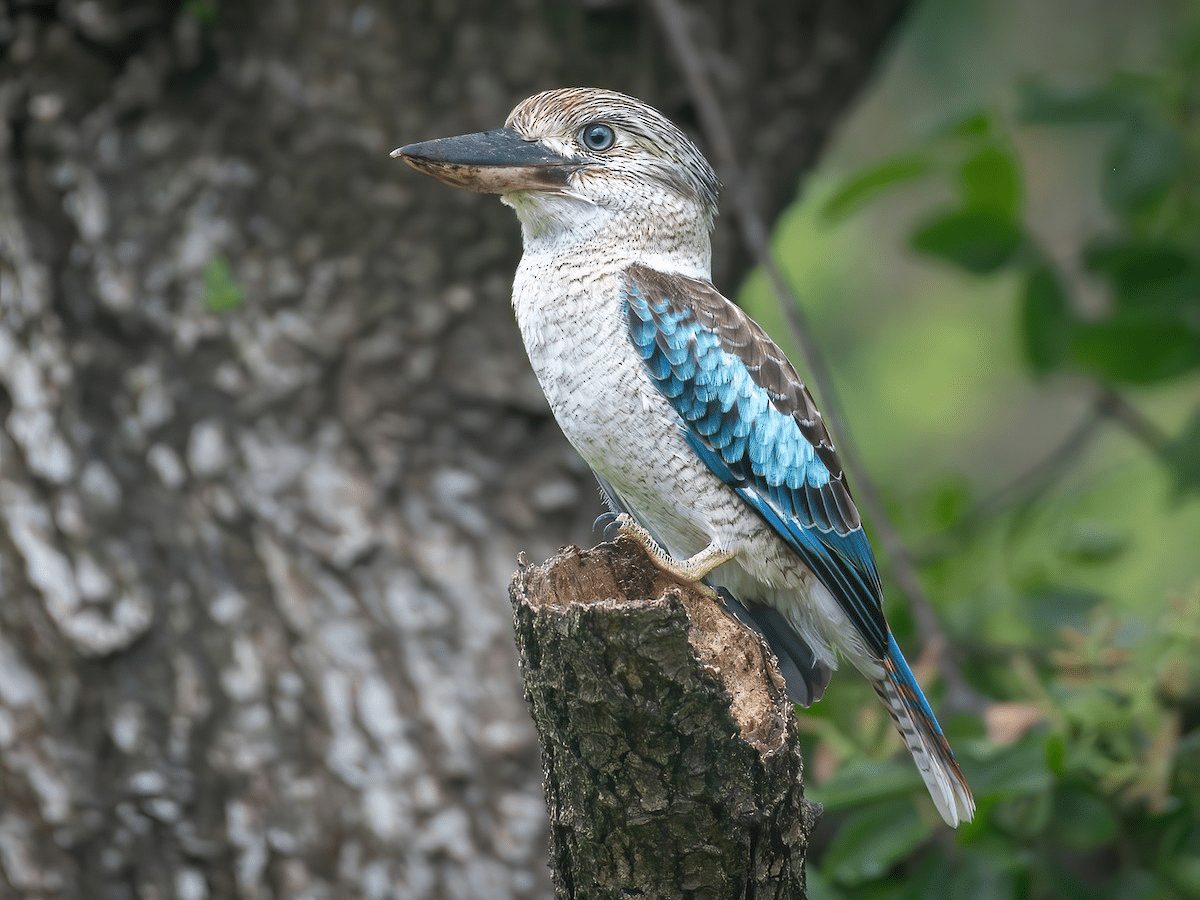 Kookaburra