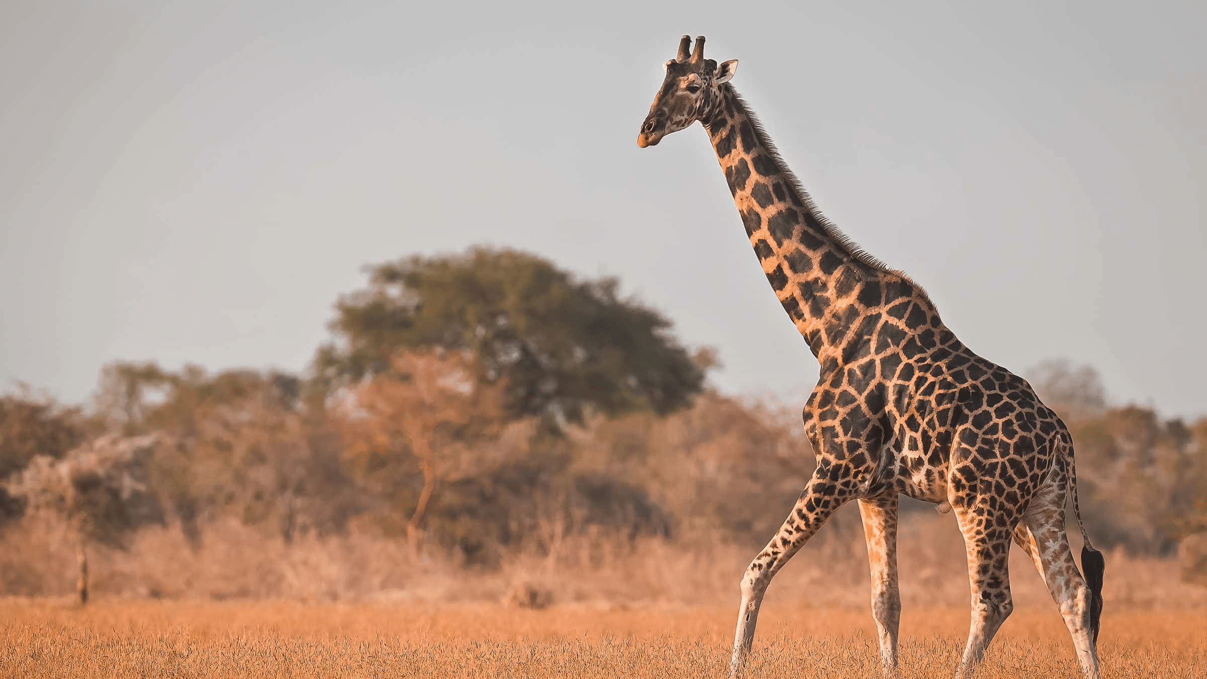 Kordofan_Giraffe