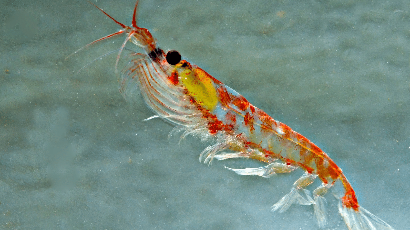 Krill