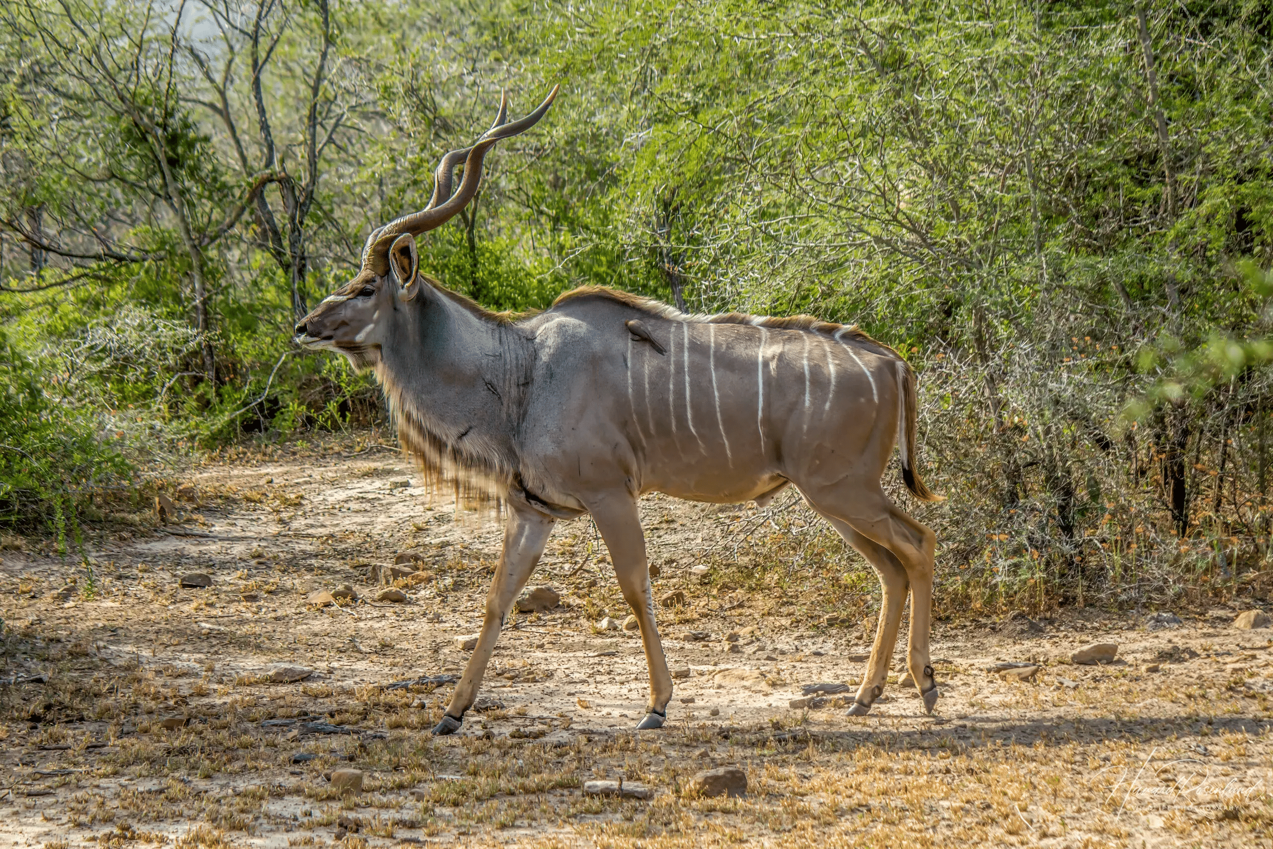 Kudu