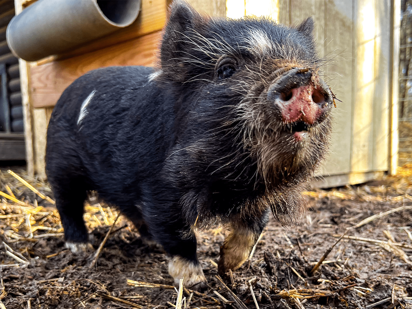 Kunekune_Pig