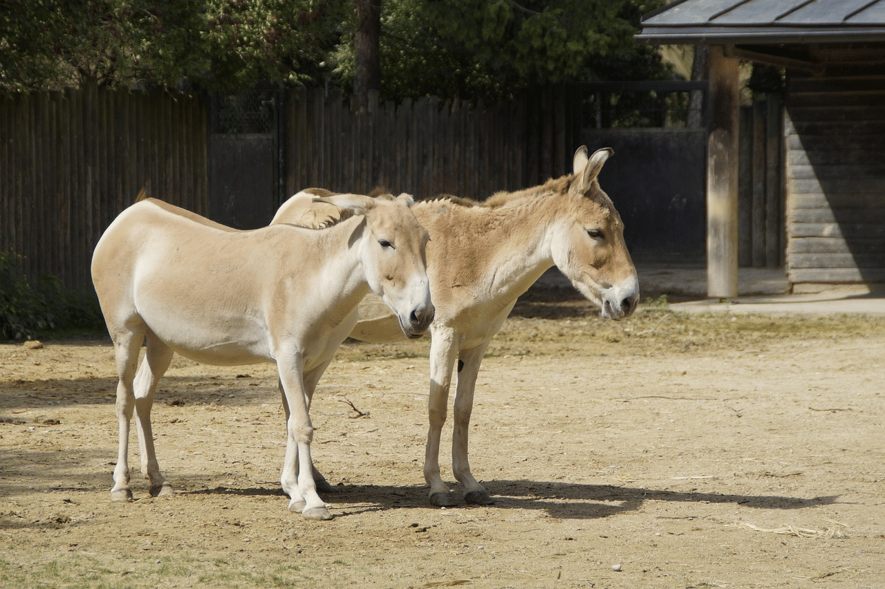 Onager