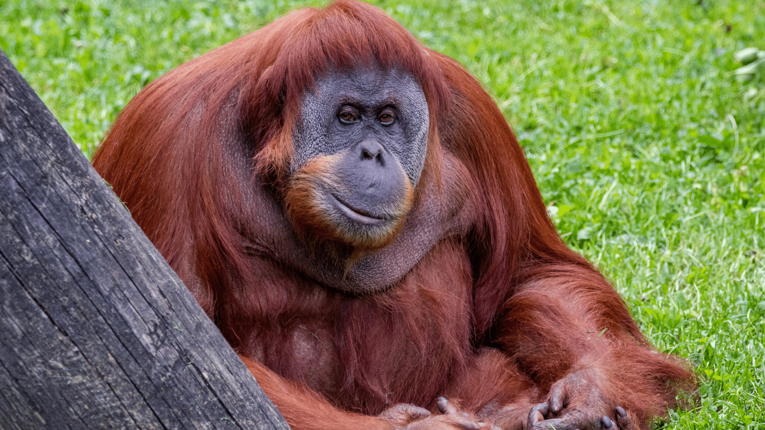 Orangutan