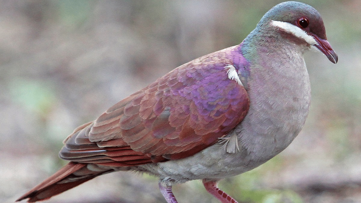 Quail_Dove