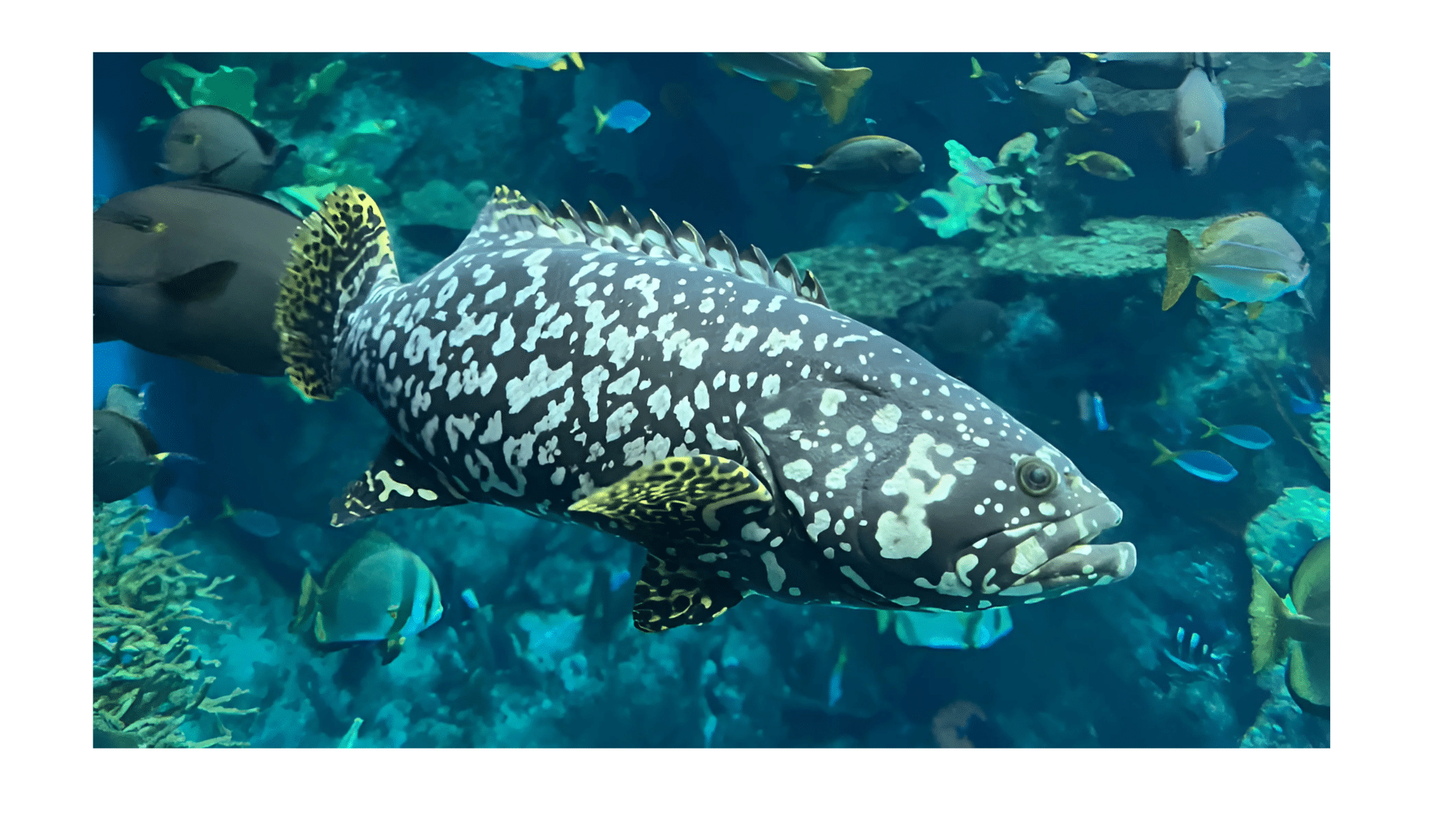 Queensland_Grouper