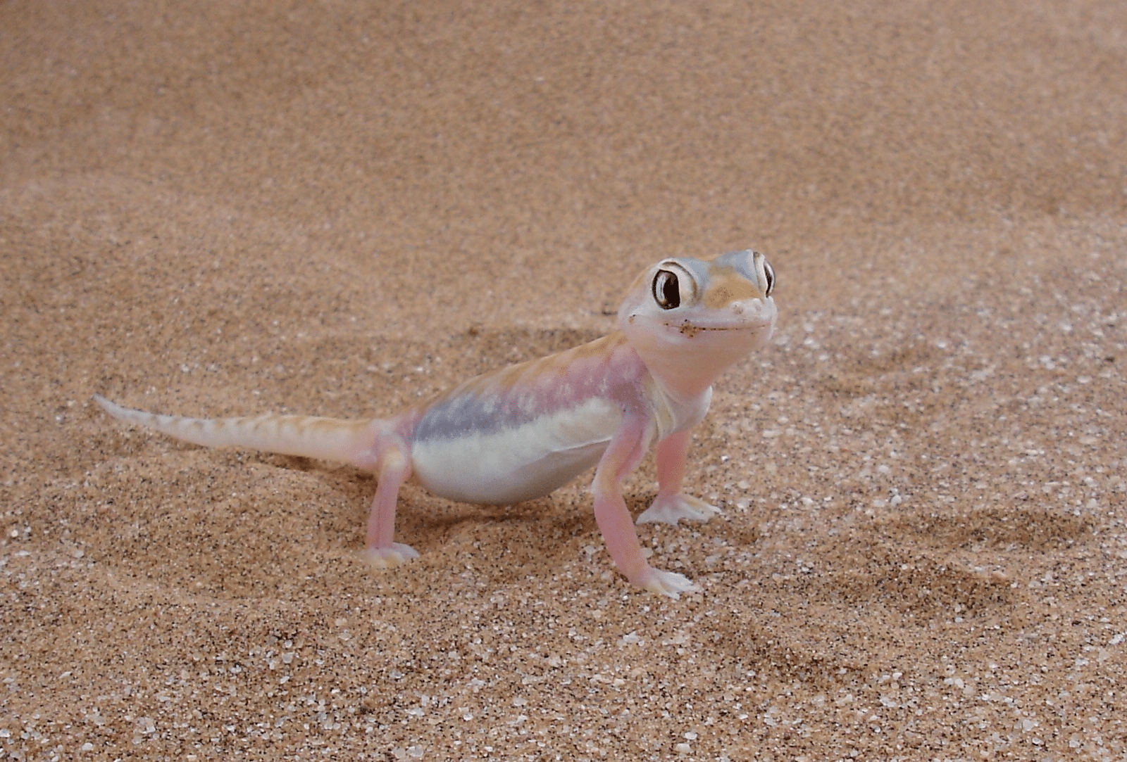 The_Namib_sand_gecko_has_a_pale_translucent_skin_with_large_lidless_eyes_and_webbed_feet_that_function_as_snow_shoes_on_loose_sand