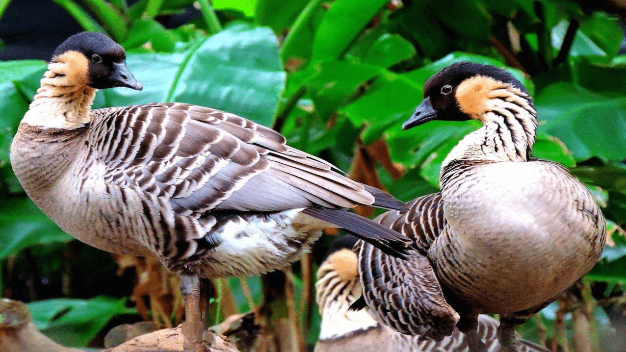 The_nene_is_Hawaiis_state_bird_with_distinctive_buff-colored_cheeks_a_black_face_and_partly_webbed_feet_with_padded_toes