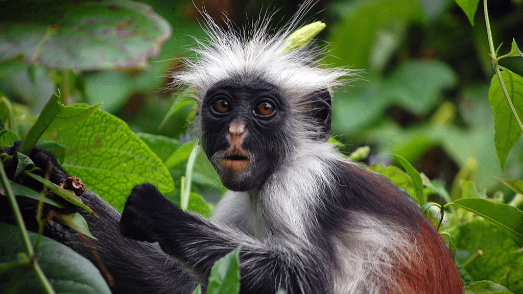 Zanzibar_Red_Colobus