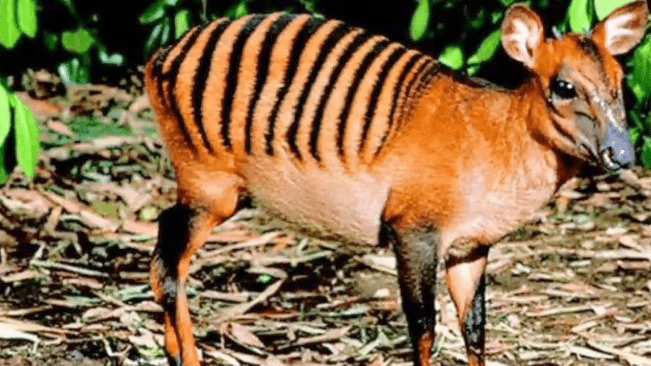 Zebra_Duiker
