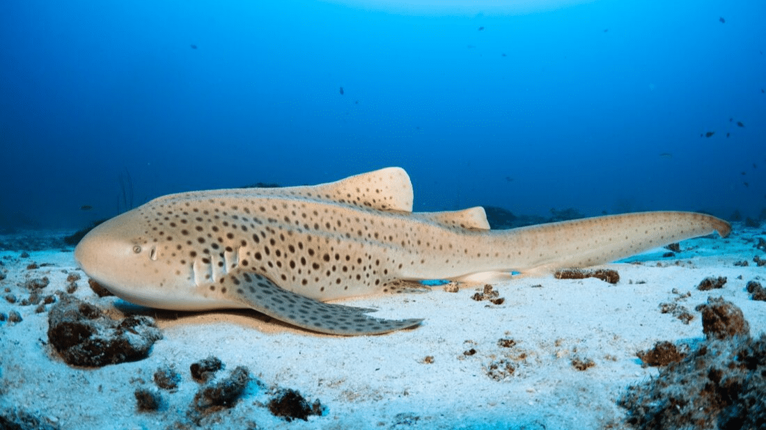 Zebra_Shark