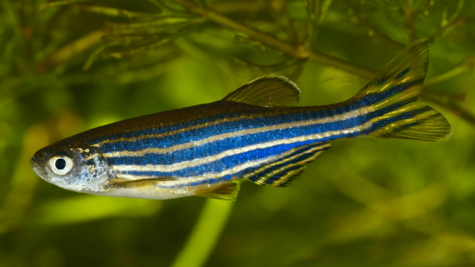 Zebrafish