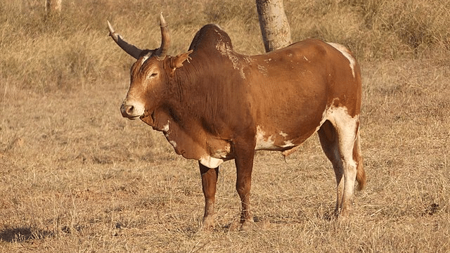 Zebu