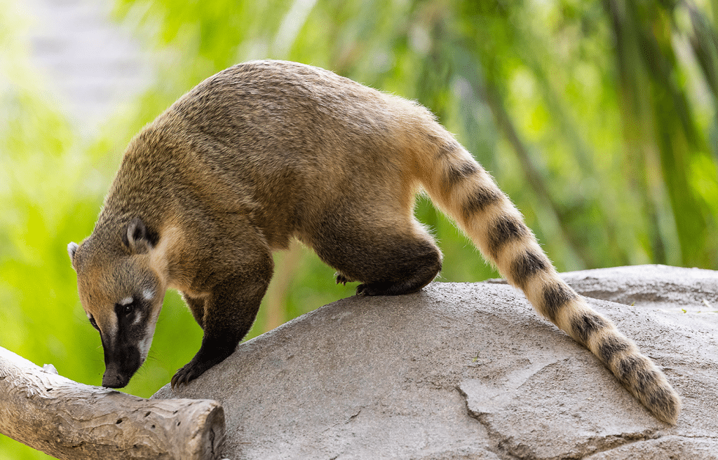 coati